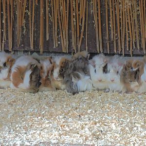 Guinea pigs [2015]