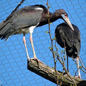 Abdim's stork - Sanctuaire des okapis [2015]