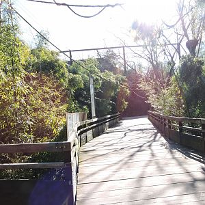 Sanctuaire des okapis [2015]