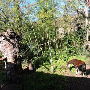 Sanctuaire des okapis [2015]