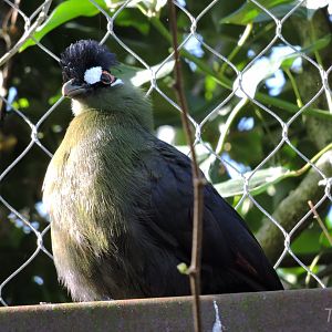 Hartlaub's turaco - Sanctuaire des okapis [2015]