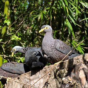 African olive pigeon - Sanctuaire des okapis [2015]