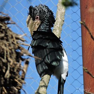 Silvery-cheeked hornbill - Sanctuaire des okapis [2015]