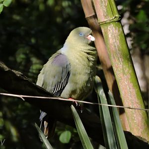 Bruce's green pigeon - Sanctuaire des okapis [2015]