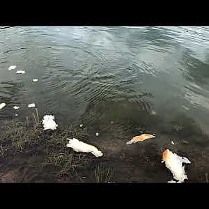 Fish Feeding - YouTube