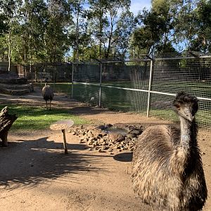 Emu