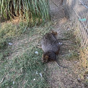 Quokka and joey