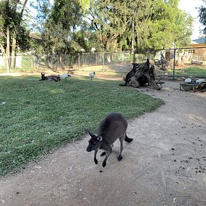 Kangaroo Island Kangaroo Walk-through