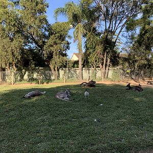 Kangaroo Walk-through