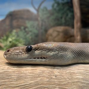 Olive Python