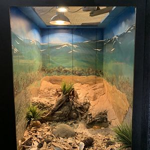 Death Adder Enclosure