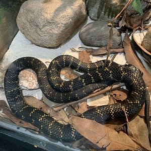 Broad-headed Snake