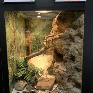 Broad-headed Snake Enclosure