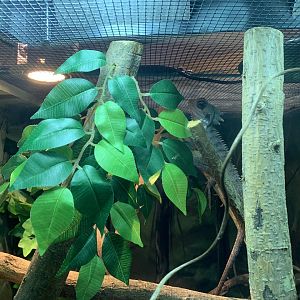 Boyd's Forest Dragon