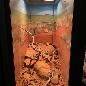 Eastern Pilbra Spiny-tailed Skink Enclosure