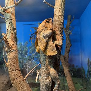 Frillneck Lizard