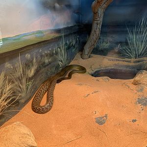 Inland Taipan