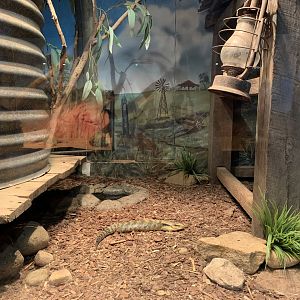 Eastern Bluetongue Lizard