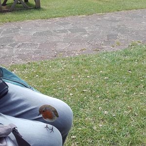 You have to love a Robin, May 2021