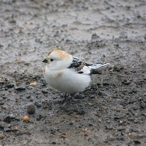 Snow Bunting - Alaska