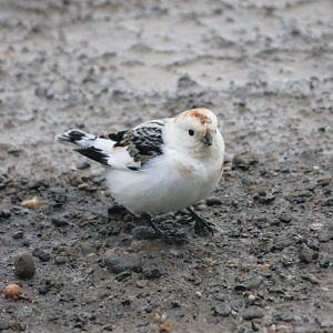 Snow Bunting - Alaska