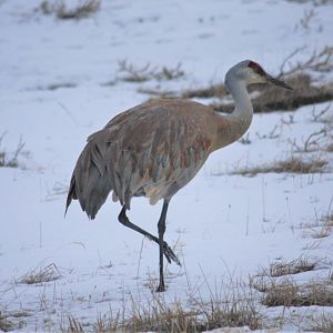 Sandhill Crane - Alaska