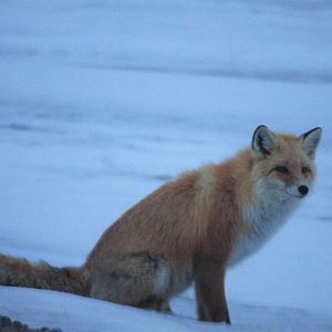 Red Fox - Alaska