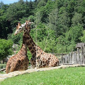 Rothschild's giraffe males
