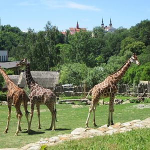 Giraffe males- two Rothschild's and one reticulated