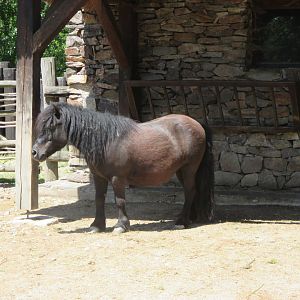 Shetland pony