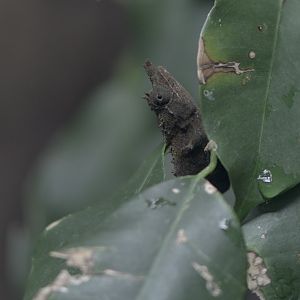 Nguru spiny pygmy chameleon