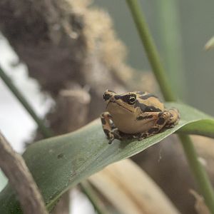Pebas stubfoot toad