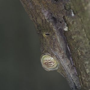 Common leaf-tailed gecko