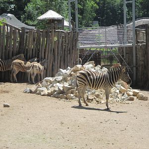 Burchell's zebras