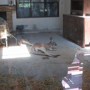 Red kangaroos indoor