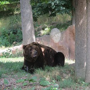 Kamchatka brown bear