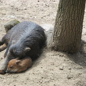 White- lipped peccary