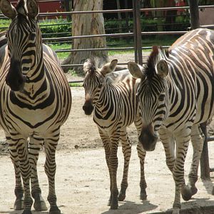 Chapman's zebras