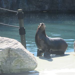 California sea lion