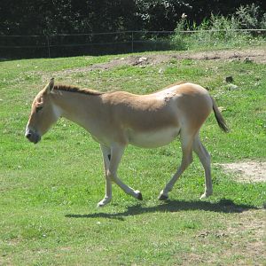 Kulan