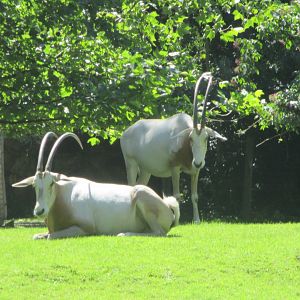 Scimitar- horned oryx