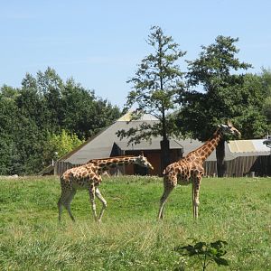 Rothschild's giraffes