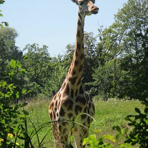 Rothschild's giraffe