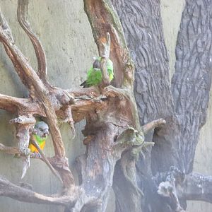 Senegal parrot