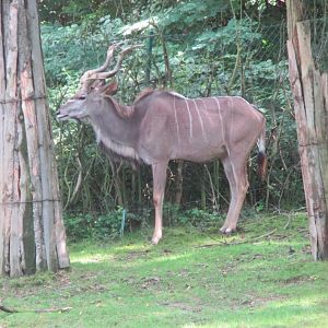 Greater kudu