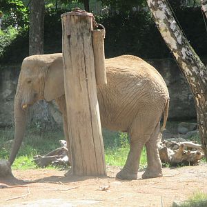African elephant- Ulu