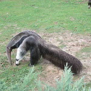 Giant anteater