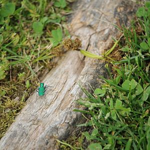 Six-spotted green tiger beetle