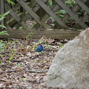 Indigo Bunting (Passerina cyanea)