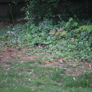 Eastern Towhee
